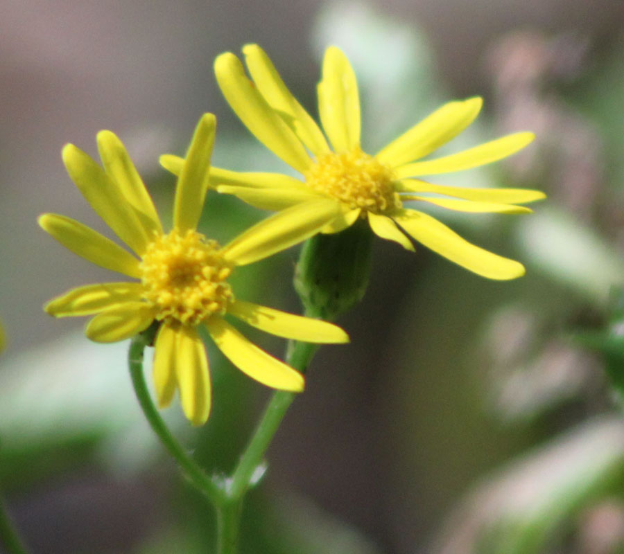 Senecio squalidus / Senecio squallido